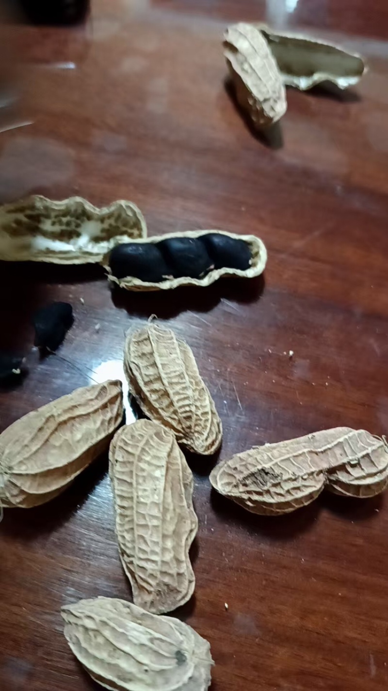 云南富硒带壳黑花生干货云南产地直发，全国发货，欢迎下单