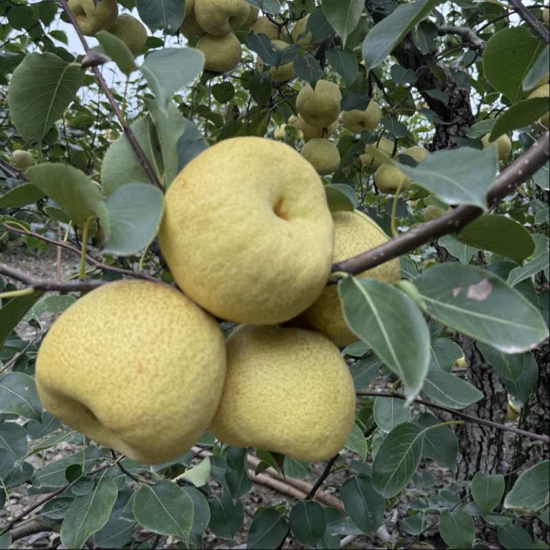 量大，适合储存