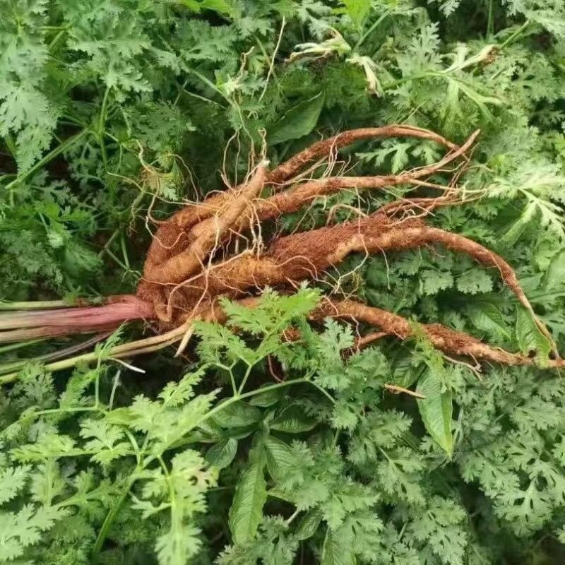 当归中药材当归大量有货，量大价格从优，产地直销
