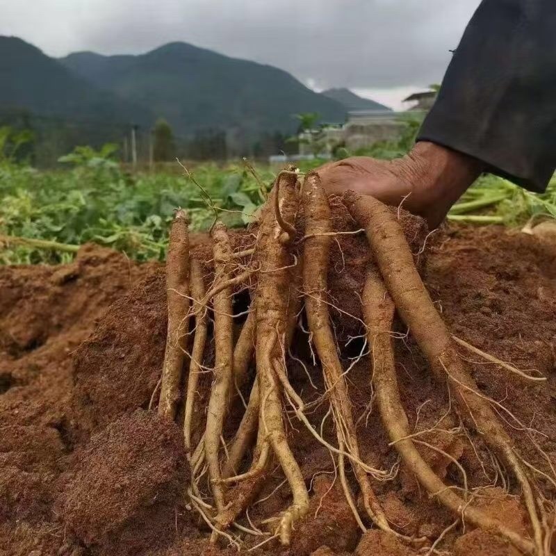 当归中药材当归大量有货，量大价格从优，产地直销