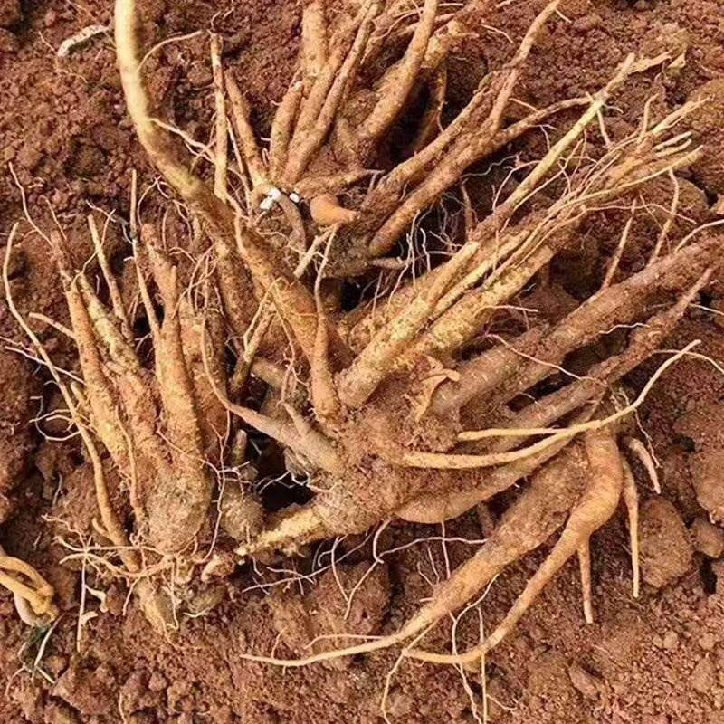 当归中药材当归大量有货，量大价格从优，产地直销