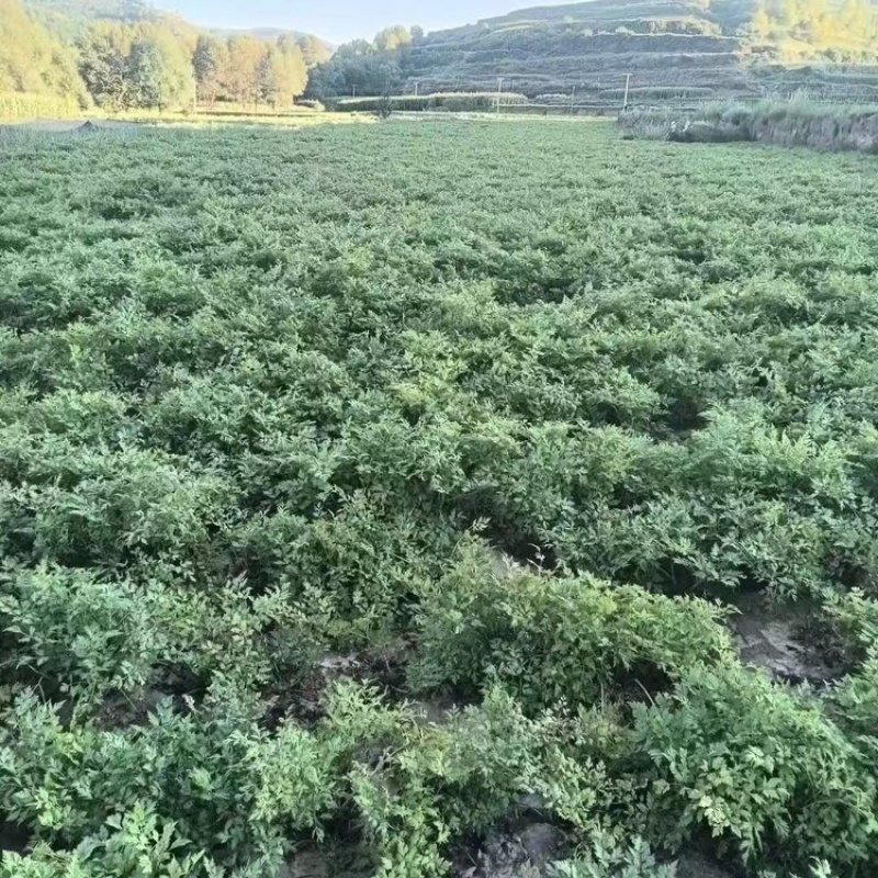 当归中药材当归大量有货，量大价格从优，产地直销