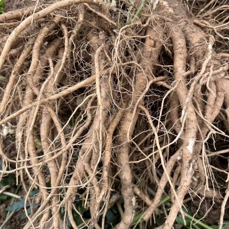 当归中药材当归大量有货，量大价格从优，产地直销