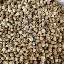 草豆寇各种规格草寇齐全批发零售量大从优