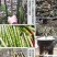 笋干野生笋干大量上市，全国发货，可视频看货，欢迎下单