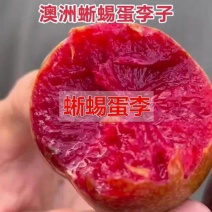 果园直发李子树苗早熟蜥蜴蛋恐龙蛋李味帝李保真品成活率