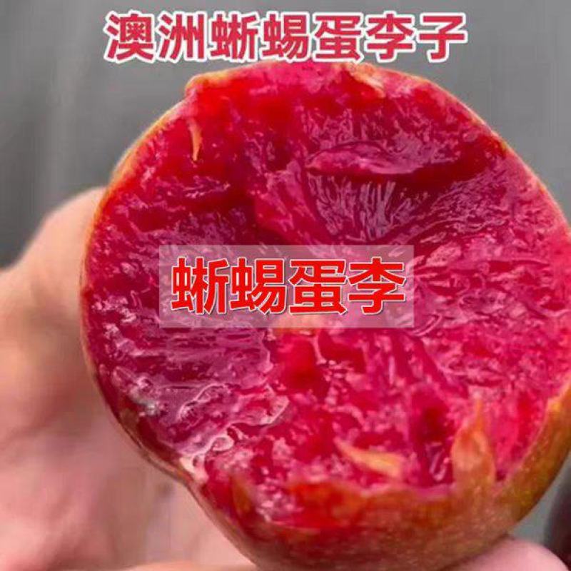果园直发李子树苗早熟蜥蜴蛋恐龙蛋李味帝李保真品成活率