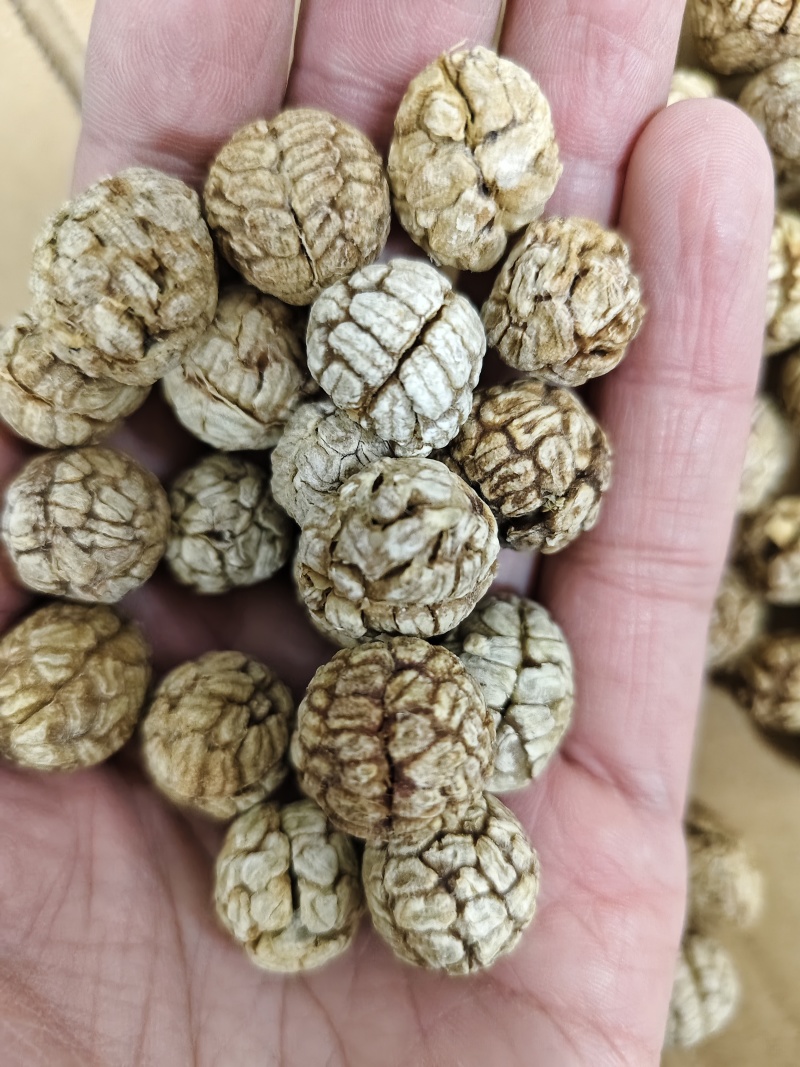 草豆寇各种规格草寇齐全批发零售量大从优