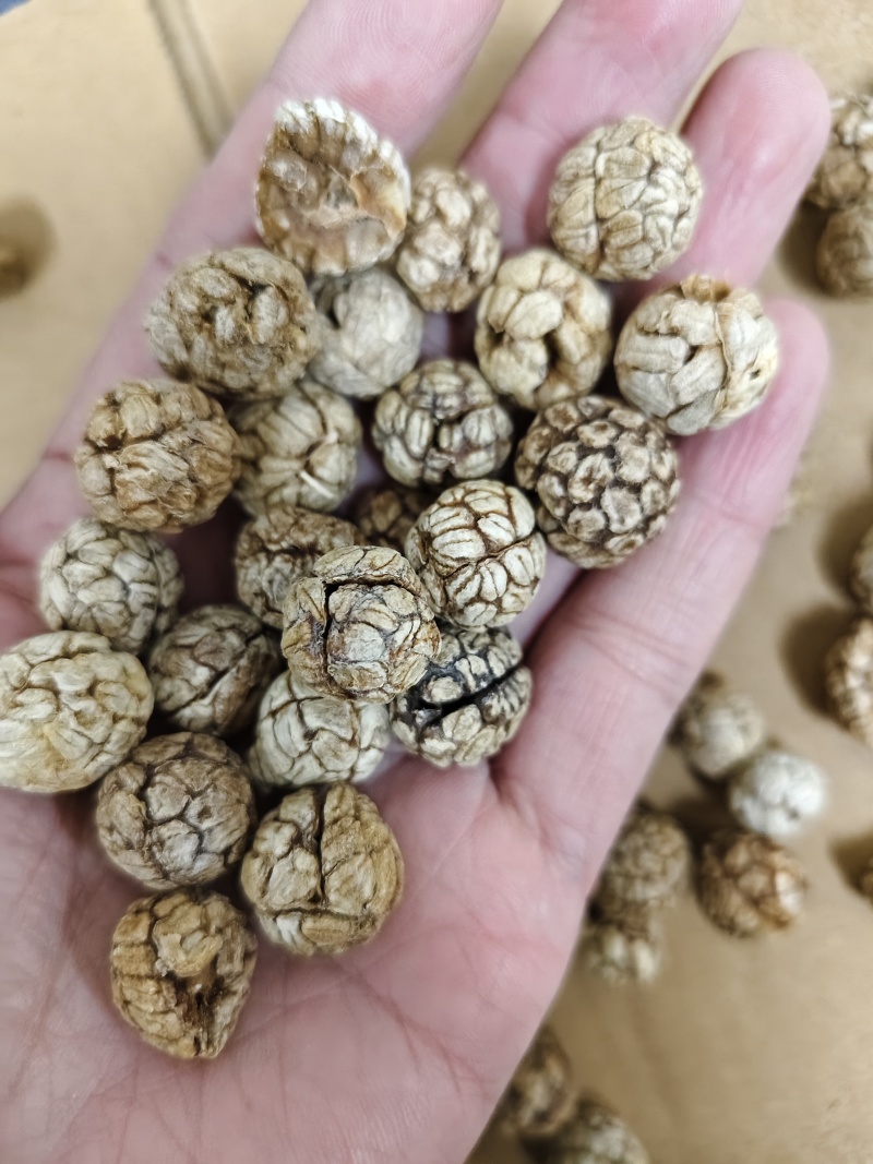 草豆寇各种规格草寇齐全批发零售量大从优