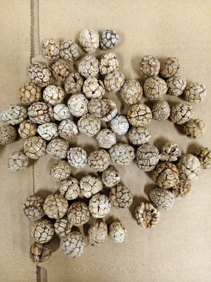 草豆寇各种规格草寇齐全批发零售量大从优