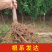 果园直发李子树苗早熟蜥蜴蛋恐龙蛋李味帝李保真品成活率