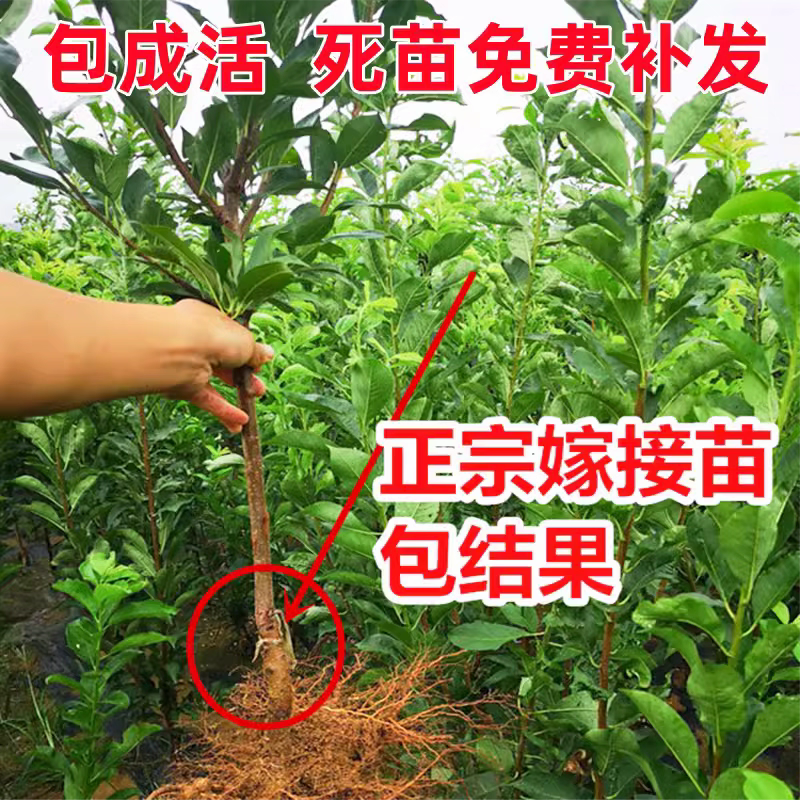 果园直发李子树苗早熟蜥蜴蛋恐龙蛋李味帝李保真品成活率
