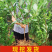 果园直发李子树苗早熟蜥蜴蛋恐龙蛋李味帝李保真品成活率