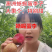 果园直发李子树苗早熟蜥蜴蛋恐龙蛋李味帝李保真品成活率