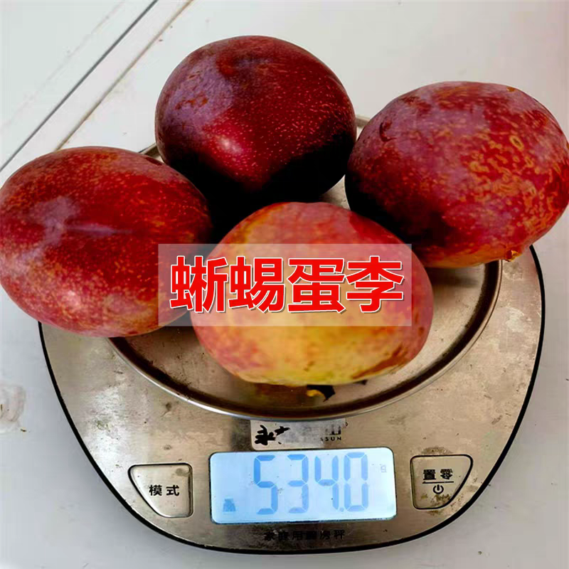 果园直发李子树苗早熟蜥蜴蛋恐龙蛋李味帝李保真品成活率
