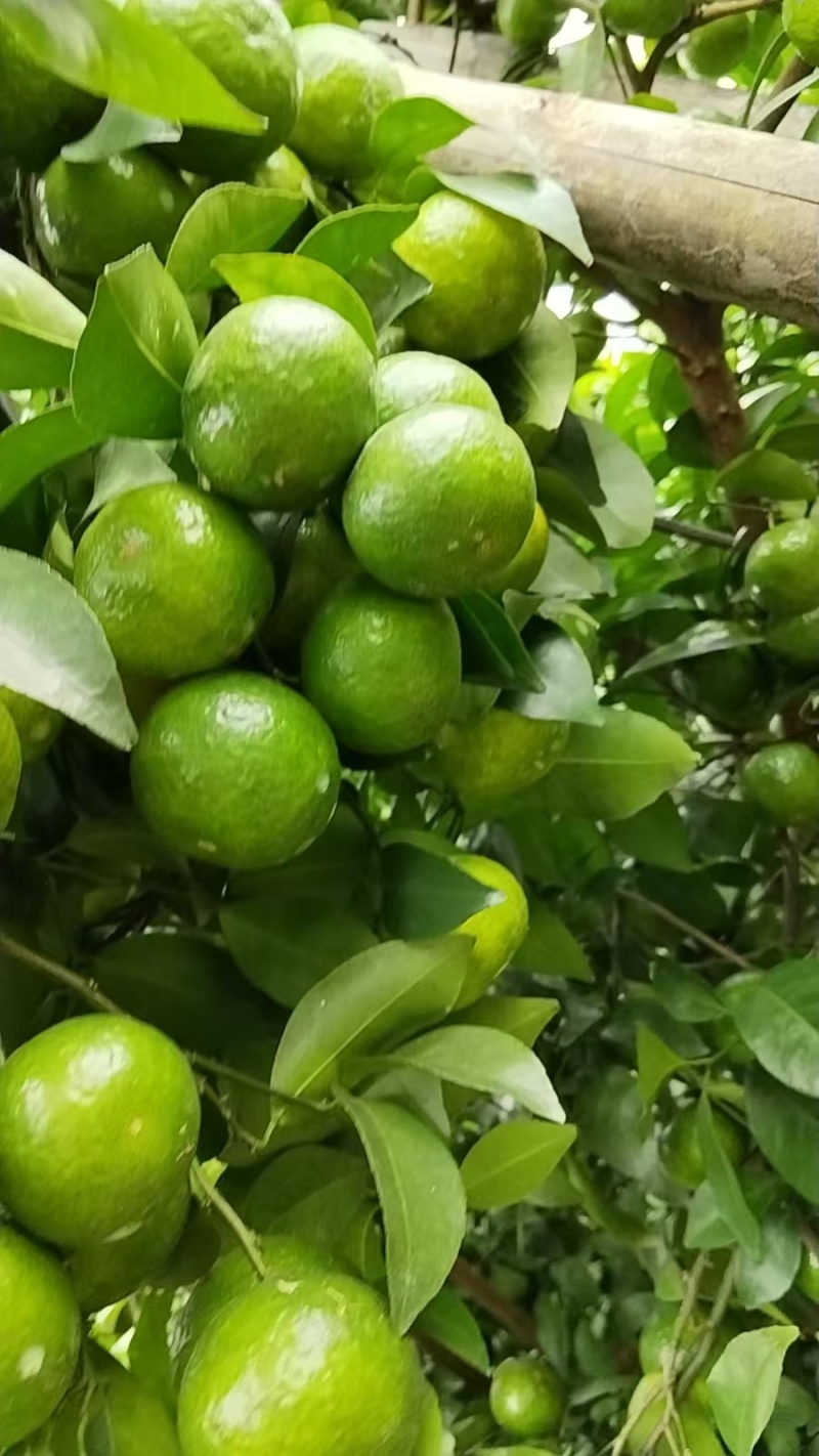 沙糖桔