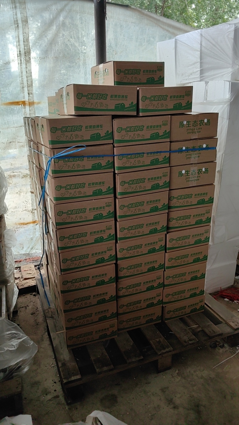 代发砀山酥梨