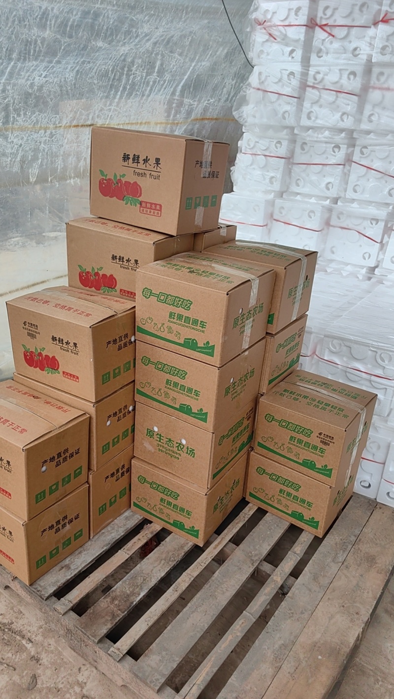 代发砀山酥梨