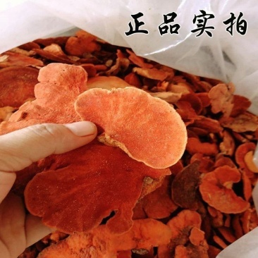 牛樟芝牛樟菇