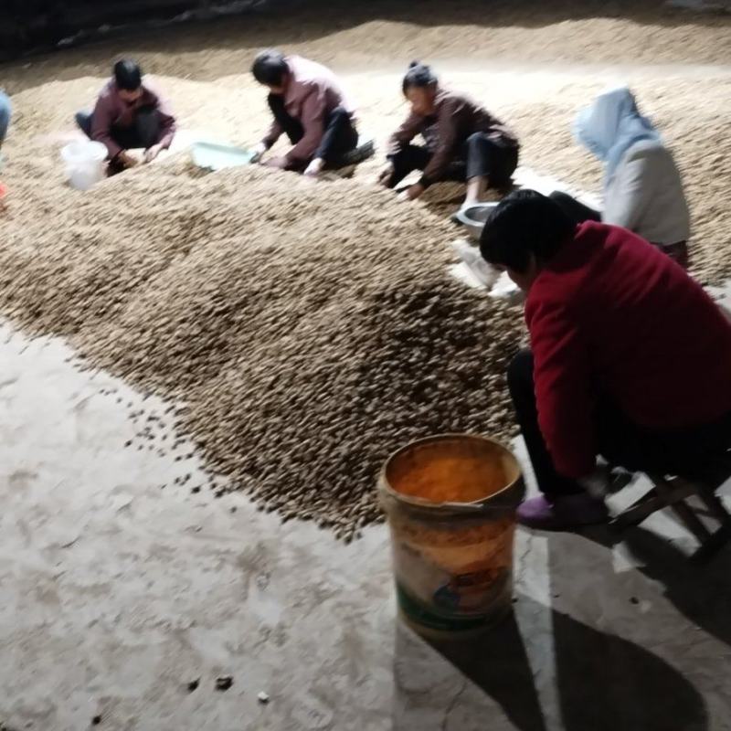 继续加班出货