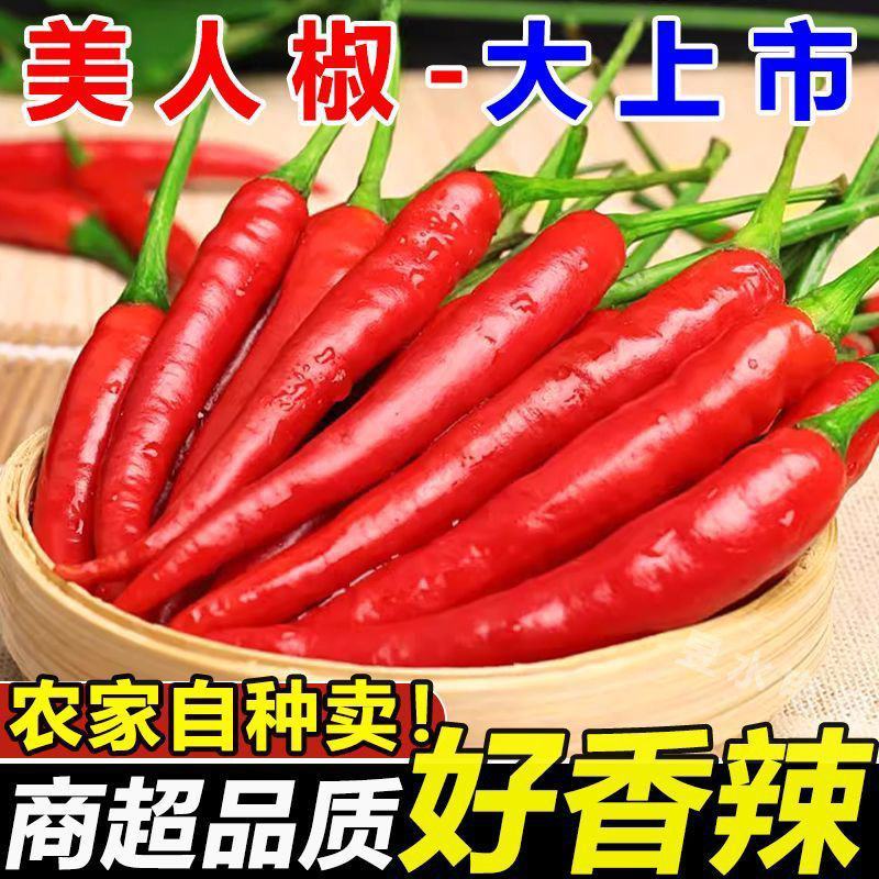 精品红金塔青红杭椒美人椒品质里的精品需要的请联系