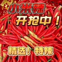 精品小米红尖椒质量好品质有保障适合电商超市市场需要的联系