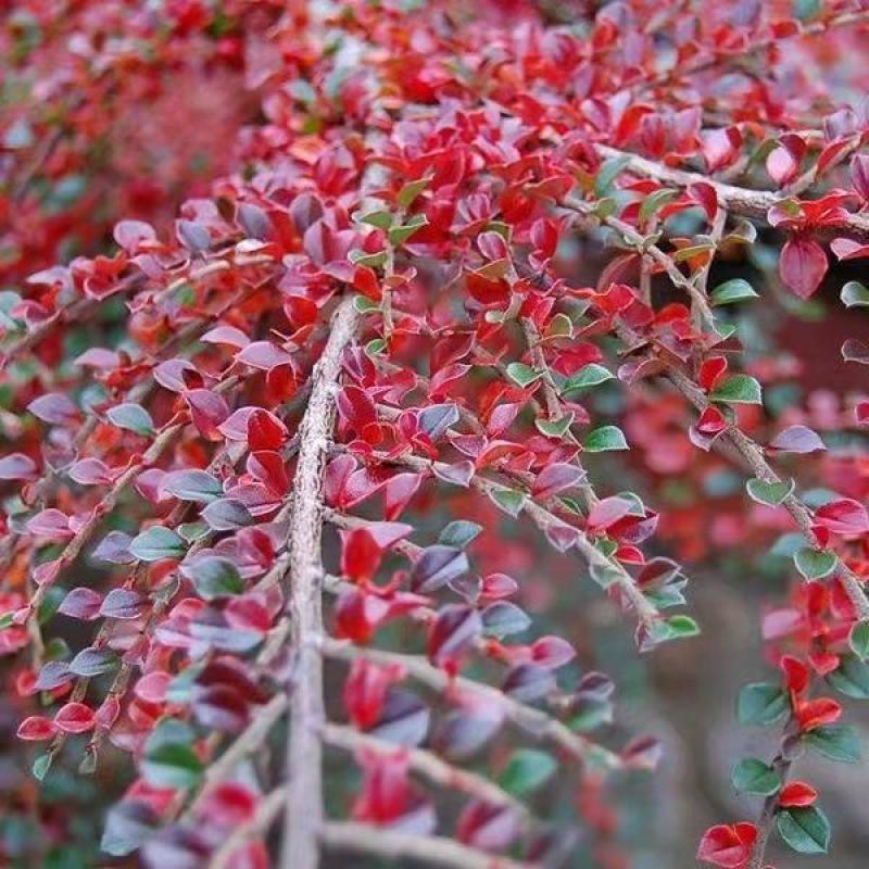 平枝荀子种子铺地蜈蚣荀子籽平枝栒子树种籽