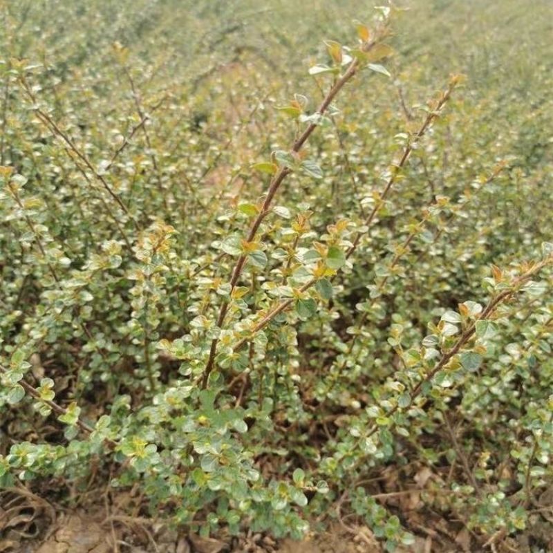 平枝荀子种子铺地蜈蚣荀子籽平枝栒子树种籽