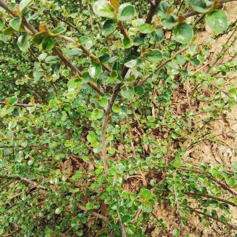 平枝荀子种子铺地蜈蚣荀子籽平枝栒子树种籽