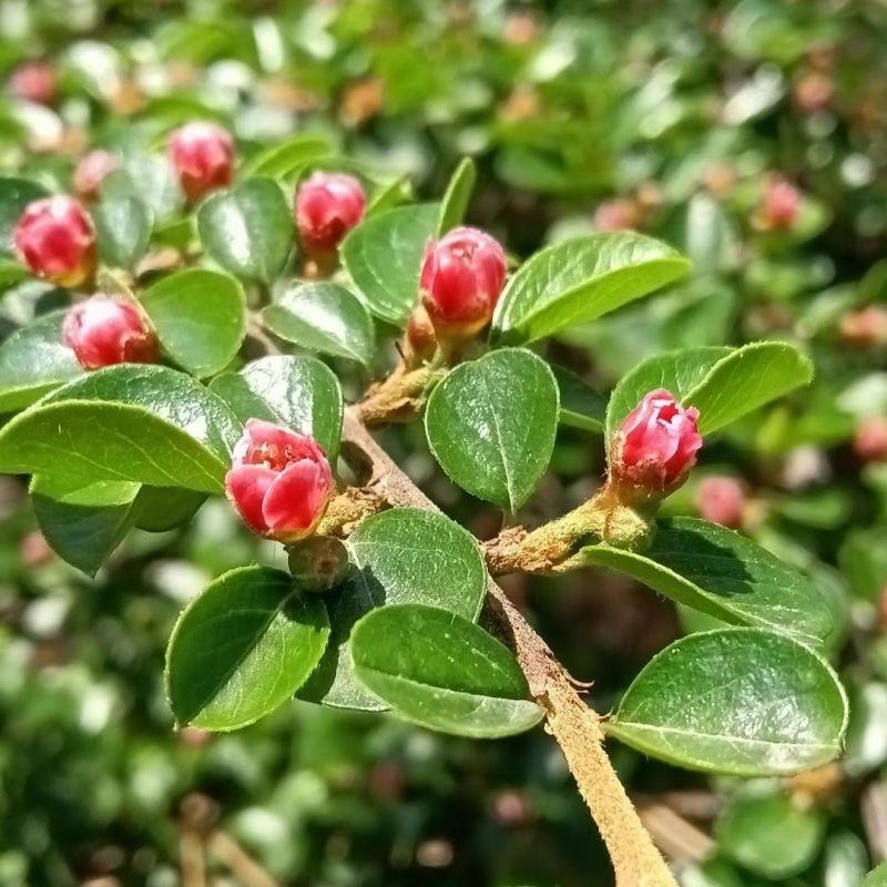 平枝荀子种子铺地蜈蚣荀子籽平枝栒子树种籽