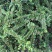 平枝荀子种子铺地蜈蚣荀子籽平枝栒子树种籽
