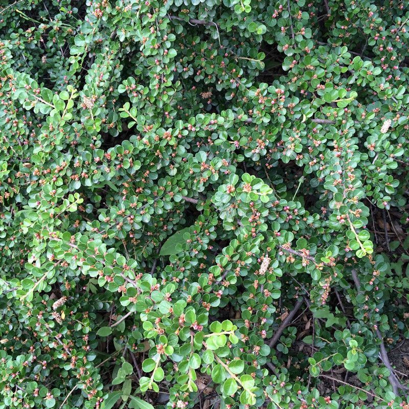 平枝荀子种子铺地蜈蚣荀子籽平枝栒子树种籽