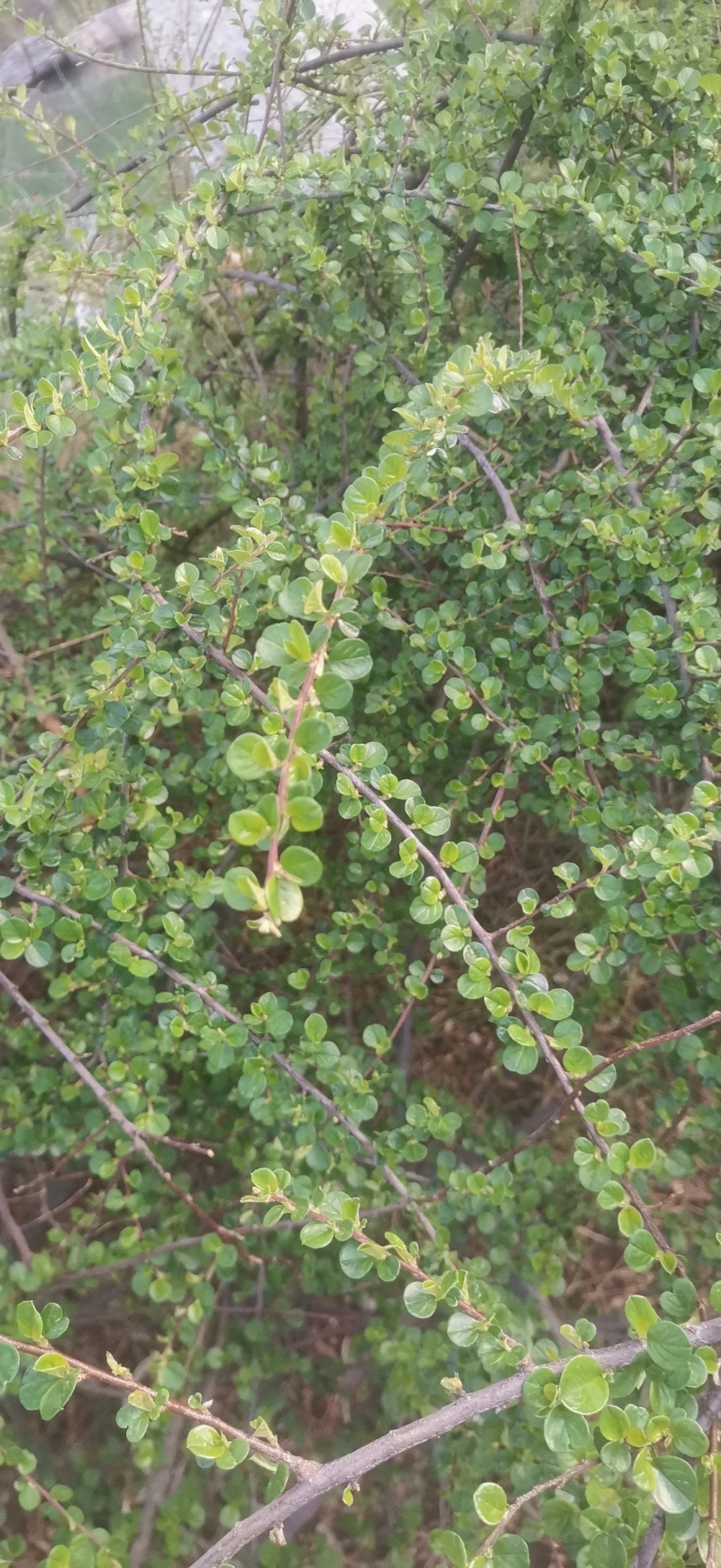 平枝荀子种子铺地蜈蚣荀子籽平枝栒子树种籽