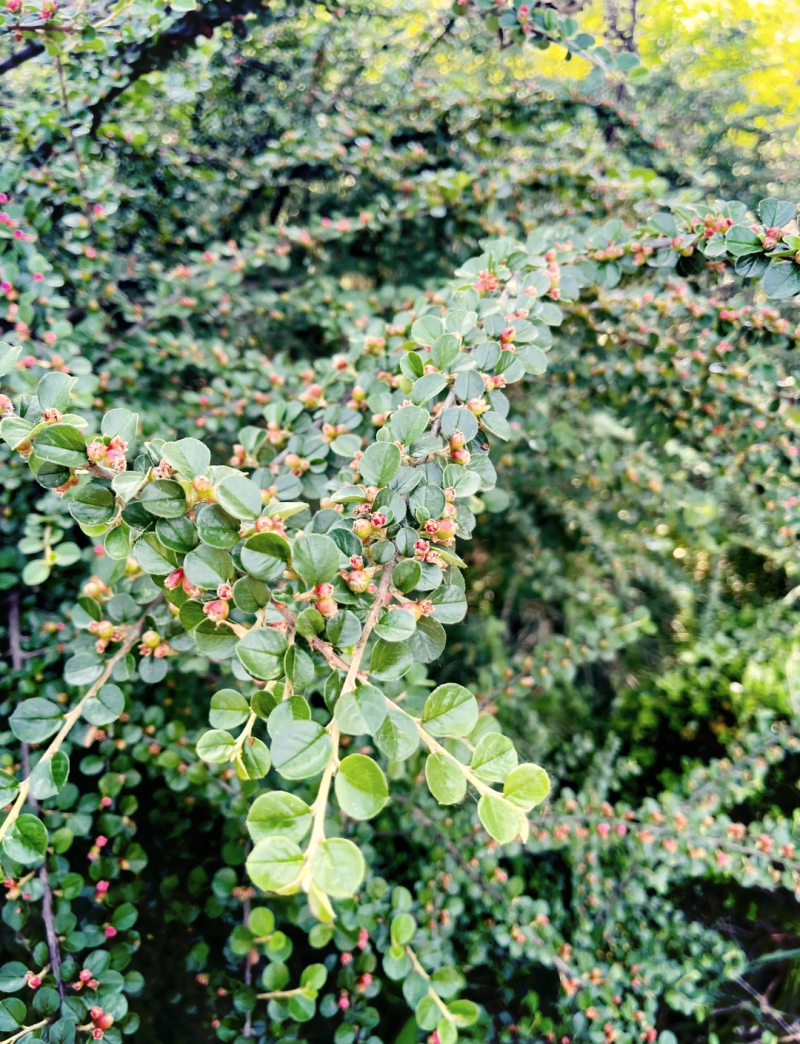 平枝荀子种子铺地蜈蚣荀子籽平枝栒子树种籽