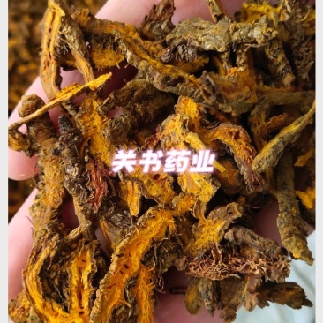 黄连片新货过筛片型好颜色好关书药业中药材