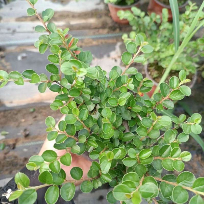 平枝荀子盆栽铺地蜈蚣梅苗桩盆景造型素材微盆景观花观果植物