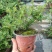 平枝荀子盆栽铺地蜈蚣梅苗桩盆景造型素材微盆景观花观果植物