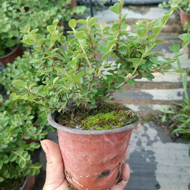平枝荀子盆栽铺地蜈蚣梅苗桩盆景造型素材微盆景观花观果植物