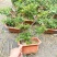 平枝荀子盆栽铺地蜈蚣梅苗桩盆景造型素材微盆景观花观果植物