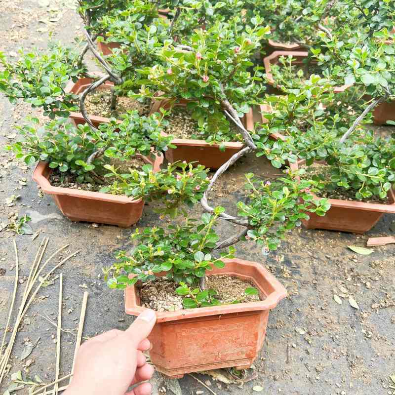 平枝荀子盆栽铺地蜈蚣梅苗桩盆景造型素材微盆景观花观果植物