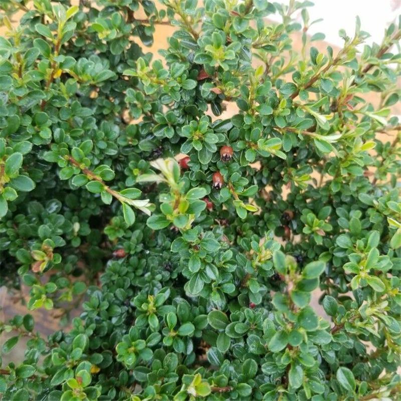 平枝荀子盆栽铺地蜈蚣梅苗桩盆景造型素材微盆景观花观果植物