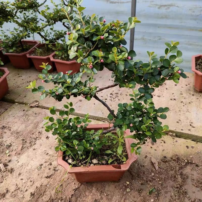 平枝荀子盆栽铺地蜈蚣梅苗桩盆景造型素材微盆景观花观果植物