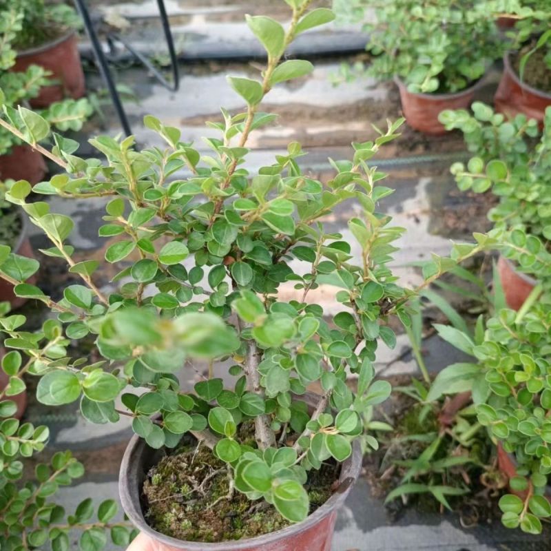 平枝荀子盆栽铺地蜈蚣梅苗桩盆景造型素材微盆景观花观果植物