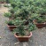 平枝荀子盆栽铺地蜈蚣梅苗桩盆景造型素材微盆景观花观果植物