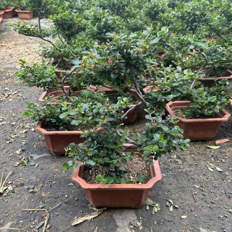 平枝荀子盆栽铺地蜈蚣梅苗桩盆景造型素材微盆景观花观果植物