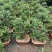 平枝荀子盆栽铺地蜈蚣梅苗桩盆景造型素材微盆景观花观果植物