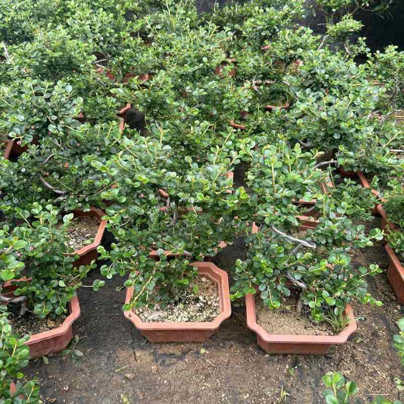 平枝荀子盆栽铺地蜈蚣梅苗桩盆景造型素材微盆景观花观果植物