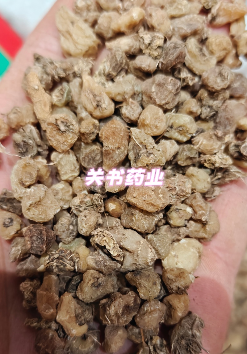 山慈菇毛慈姑选《关书药业》品质如图所示一手货源