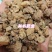 山慈菇毛慈姑选《关书药业》品质如图所示一手货源