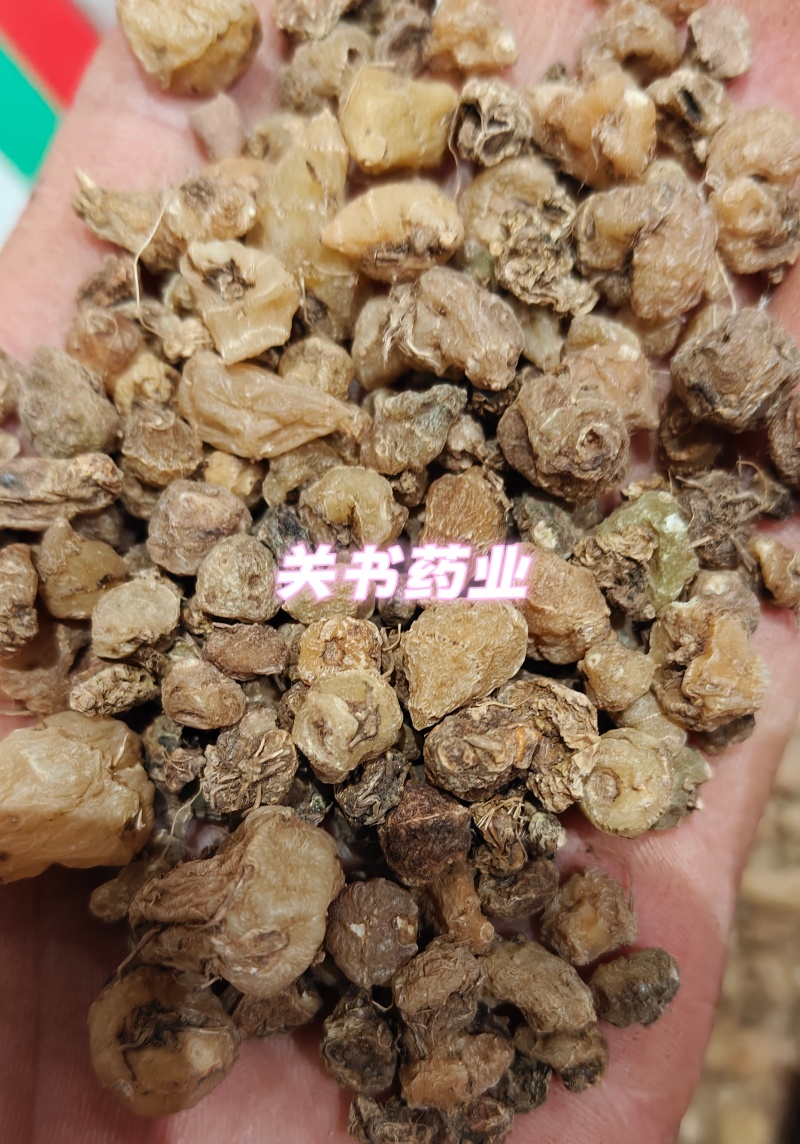 山慈菇毛慈姑选《关书药业》品质如图所示一手货源